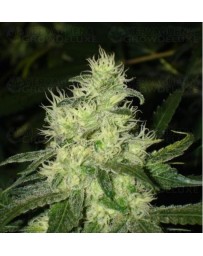 Bluehell Medical Seeds