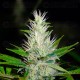 Malakoff Medical Seeds