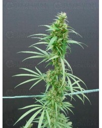 Neville's Haze Mr. Nice regular