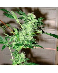 Chrystal Nirvana regular