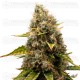 White Widow Royal Queen