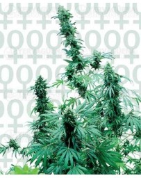 Early Skunk Sensi Seeds