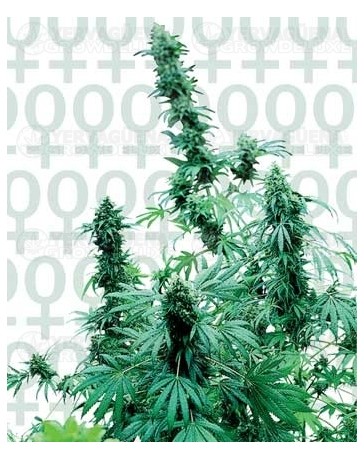 Early Skunk Sensi Seeds