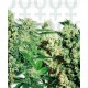 Feminized Mix Sensi Seeds