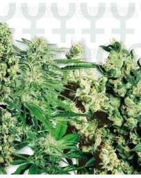 Feminized Mix Sensi Seeds