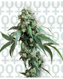 Jack Flash #5 Sensi Seeds