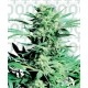 Shiva Skunk Sensi Seeds