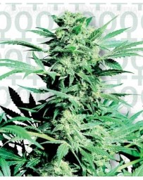 Shiva Skunk Sensi Seeds