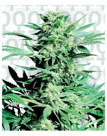 Shiva Skunk Sensi Seeds