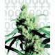 Silver Haze Sensi Seeds