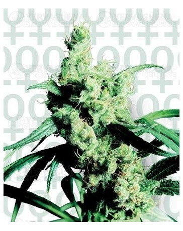 Silver Haze Sensi Seeds