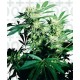 Skunk Kush Sensi Seeds