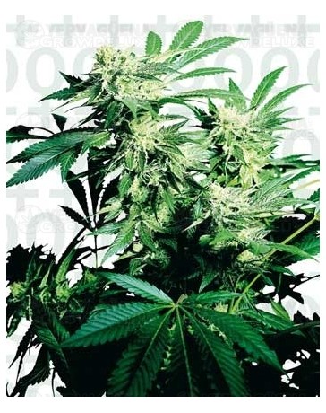 Skunk Kush Sensi Seeds