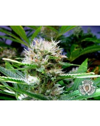 Buddha's Sister Soma Seeds regular