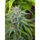 Biddy Early Serious Seeds regular