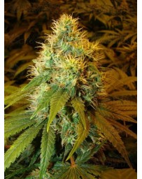 Double Dutch Serious Seeds regular