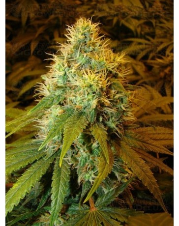 Double Dutch Serious Seeds regular