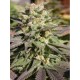 Warlock Serious Seeds regular