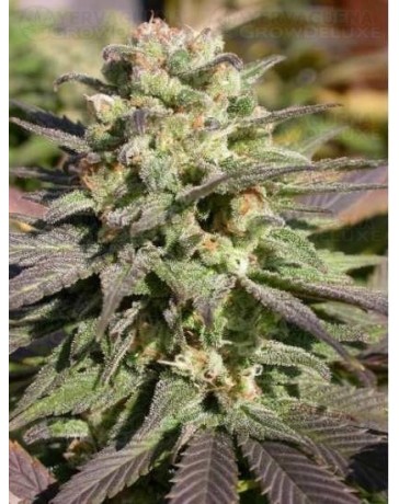 Warlock Serious Seeds regular