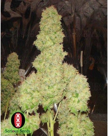 White Russian #1 Serious Seeds autofloreciente