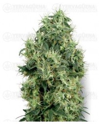 White Gold White Label