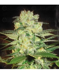 Afghan Kush x White Widow World of Seeds