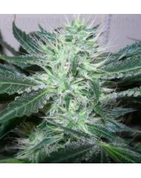 Ice Nirvana regular