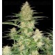 60 Day Wonder DNA Genetics autofloreciente