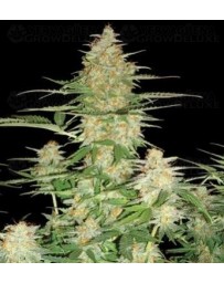 60 Day Wonder DNA Genetics autofloreciente