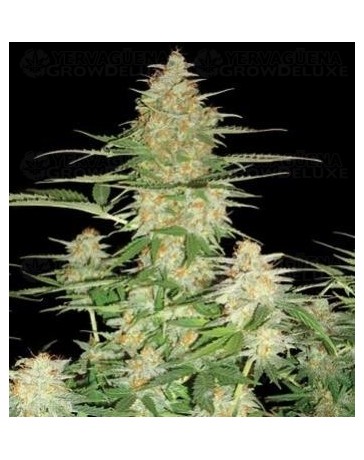 60 Day Wonder DNA Genetics autofloreciente