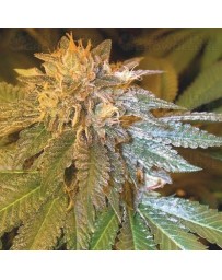 L.A. Confidential DNA Genetics