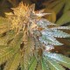 L.A. Confidential DNA Genetics regular