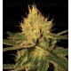 Cannalope Haze DNA Genetics regular