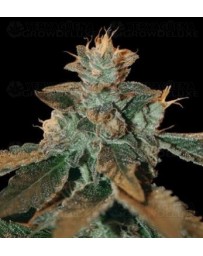 Cataract Kush DNA Genetics