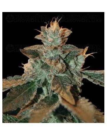 Cataract Kush DNA Genetics