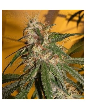 Chocolope DNA Genetics