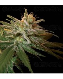 Kushberry DNA Genetics