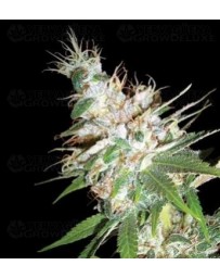 L.A. Woman DNA Genetics