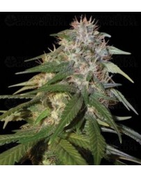 Sour Cream DNA Genetics regular