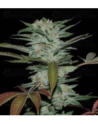 Sour Kush DNA Genetics