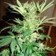 White Rhino Nirvana regular