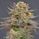 Magma CBD Seeds 