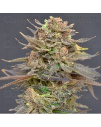 Magma CBD Seeds 