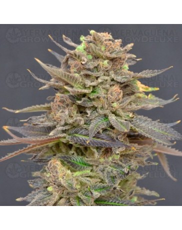 Magma CBD Seeds 