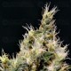 Vanilla Haze CBD Seeds