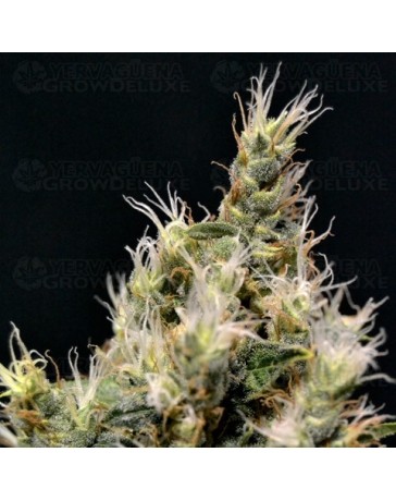 Vanilla Haze CBD Seeds