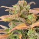 Auto Critical CBD Seeds autofloreciente