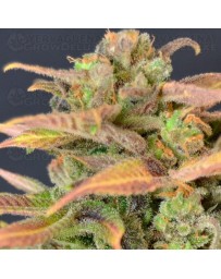 Auto Critical CBD Seeds autofloreciente