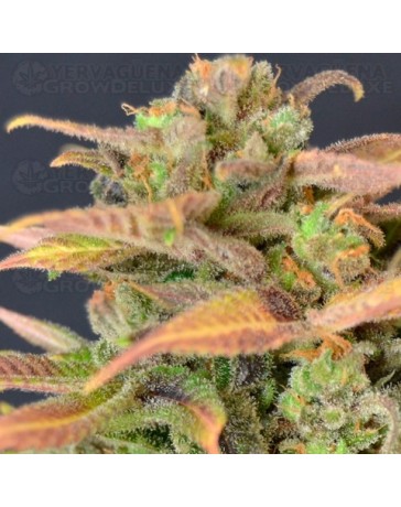 Auto Critical CBD Seeds autofloreciente