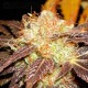 Auto Diesel CBD Seeds autofloreciente